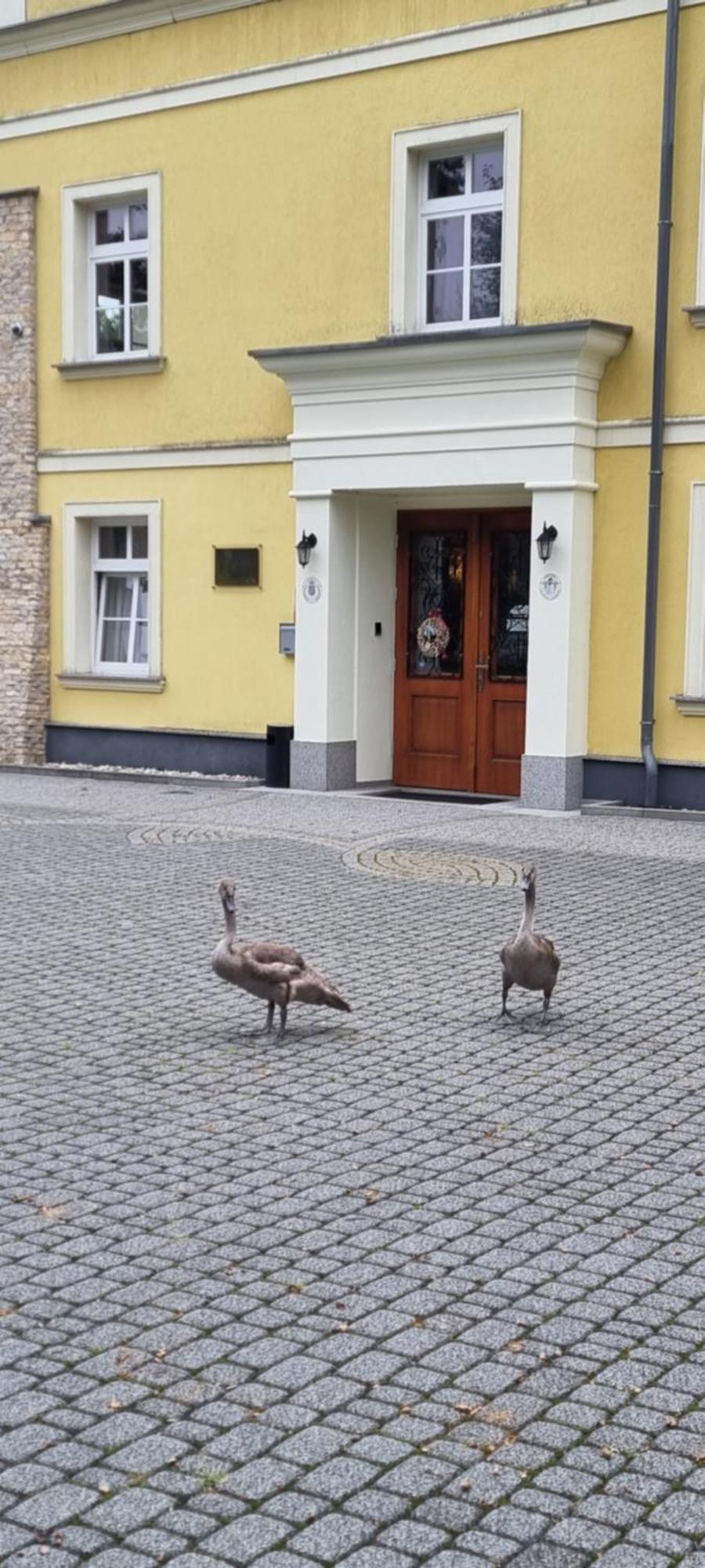Palac Lucja Bb Zakrzów Eksteriør bilde